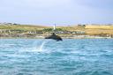 A dream shot of a dolphin jumping off Portland Bill in July