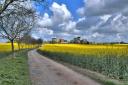 The countryside throughout east anglia is a wash of yellow at the moment as the rapeseed plants ripen giving us all this impressive display of colour and brightening up our lives for a brief spell before the summer arrives.If you suffer from hay fever
