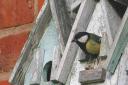 Great Tit emerging from a nest box which they can use to roost in during winter months (Photo by Gillian Day)
