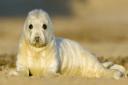 Grey seal pup (photo: Peter Mallett)