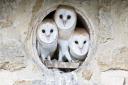 Barn owls at Lorton (Photo by Paul Williams)