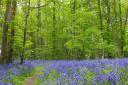 From country parks to ancient woodlands, Suffolk is home to beautiful bluebell walks... | Captain's Wood, Suffolk (Getty Images/iStockphoto)