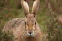 Havergate Hare