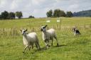 Dovedale sheepdog trials
