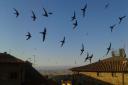 Swifts in flight