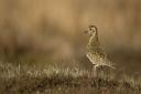 A golden plover, Pluvialis apricaria, 'the most beautiful of Derbyshire's moorland waders' (c) Paul Hobson