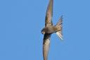 A swift in flight Photo: S Richardson
