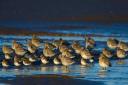 Bar-tailed godwits and dunlin roosting Photo: David Tipling