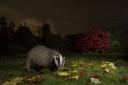 Badger in garden at night, Meles meles