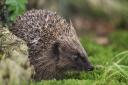 Hedgehog, Erinaceus europaeus, in Peak District woodland