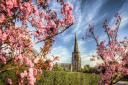 May Blossom, St Alkmund's Church