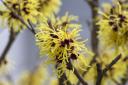 Witch hazel (hamamelis spp) is another genus of shrub that will provide nectar to passing insects, but it also lights up the winter garden