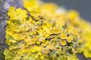 Lichen comes in an array of different colours