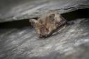 Brown long eared bat. Photo: Tom Marshall