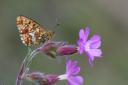 Look for the row of pearls on the underside of the pearl-bordered fritillary