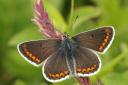 Brown argus butterfly. (c) Vaughn Matthews