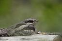 Adult nightjar roosting during daylight hours, perched on a log, relying on camouflage and immobility for disguise. (Photo: Andy Hay/ rspb-images.com)