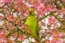 Ring necked parakeets are now a common sight in west London. Photo: Getty Images/iStockphotos