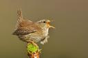 The wren may be tiny, but has a big voice. Photo: Andy Rouse