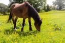 Wildflower meadows offer a more varied and nutritious diet for grazing horses. Getty Images