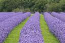 Lavender plants ready for harvest Image: Sam Ellis-Cosgrove