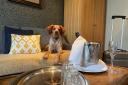 Doggy friendly rooms at Banyers House CREDIT Oakman Inns