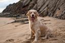 Will you be exploring these dog friendly beaches this summer?