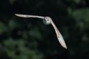Barn owl in flight in Suffolk. Photo: Ryan Dorling