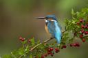 Kingfishers can be seen along the Exeter Canal (c) David Chapman