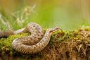 The adder (Vipera berus) is the UK’s only venomous snake. Photo: Jon Hawkins