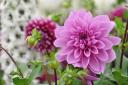 Dahlias are looking their best this month. Photo: Getty/BethAmber