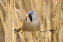 Bearded tit  perched in reedbed. (Photo: Leslie Cater/rspb-images.com)