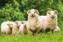 Some of the Portland ewes and their lambs which were born in April and May. (Photo: richardbudd.co.uk)