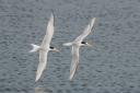 Little Terns flying over the Scrape at RSPB Minsmere this year. Photo: David Borderick