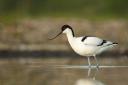 Avocet feeding, its long curved beak sifts out tasty crustaceans from the water. (Photo:Chris Gomersall/rspb-images.com)
