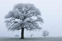 Majestic oak trees in the winter landscape. Photo: Guy Edwardes/2020VISION