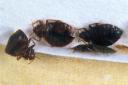 Microbiologist and founder of Bed Bugs Ltd, David Cain, said bud bug cases are already 