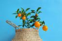 Citrus plants – including oranges, lemons and limes – can add structure, fragrance and interest to your home
