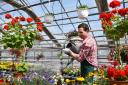 A greenhouse is a safe haven for delicate plants