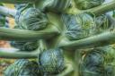Brussels sprouts growing on a stalk