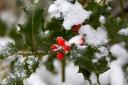Holly tree in winter with snow on berries