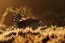 A Fallow buck is a magnificent sight at sunrise.