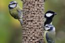 Birds feeders are vital birds over winter