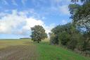 On one bend a large oak stands obstinately alone, invading the edge of the field (c) Simon Taylor