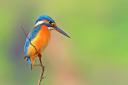 Kingfishers are always an exciting sight.. PHOTO: Getty Images