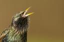 Starling Sturnus vulgaris CREDIT: Ben Andrew (rspb-images.com)