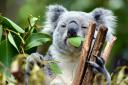 Koalas aren't keen on tough or woody leaves.