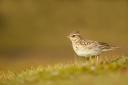Listen out for the lilting song of the woodlark.