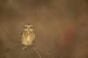 Short eared owl adult perched in small tree