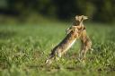 The boxing of brown hares is the best-known courtship ritual of all UK wildlife